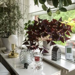 Urban Jungle Bloggers in June 2016: 1 Plant 3 Stylings
