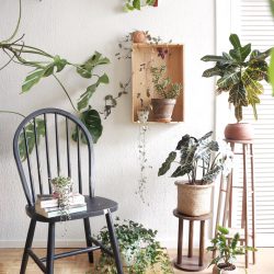 Urban Jungle Bloggers in June 2016: 1 Plant 3 Stylings