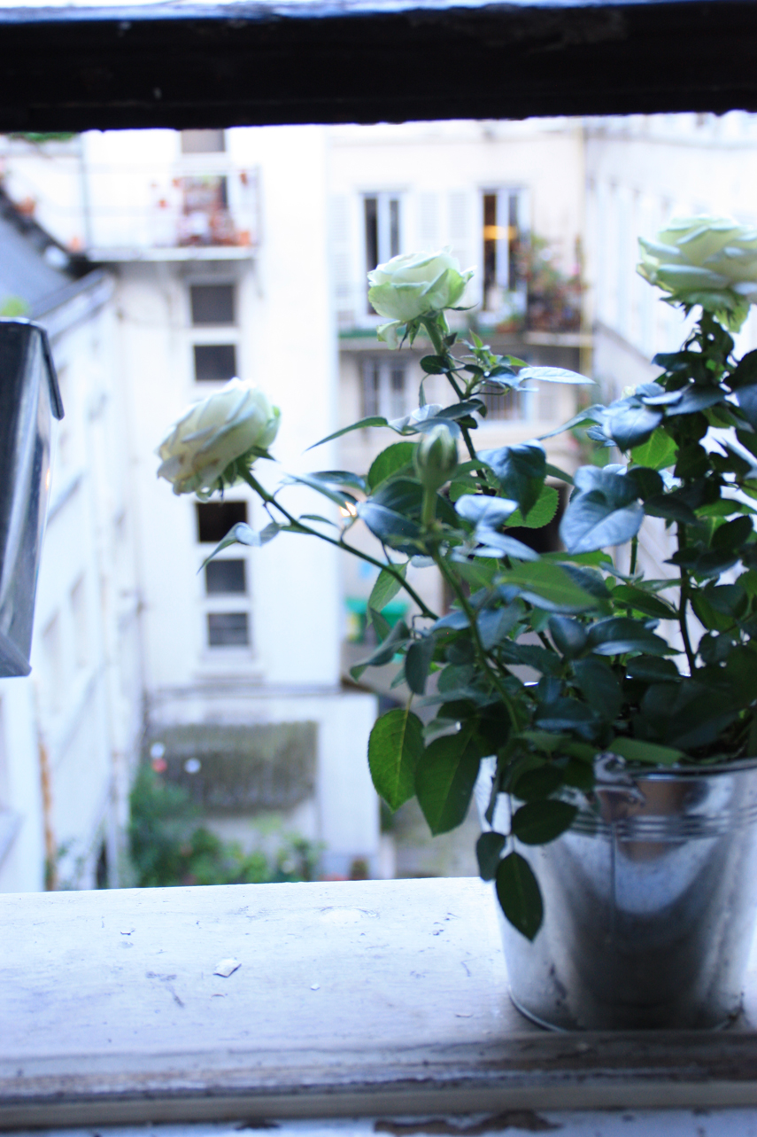 Urban Jungle Bloggers Houseplant of the Month July: Potted Rose