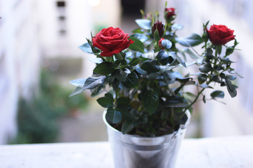 Urban Jungle Bloggers Houseplant of the Month July: Potted Rose