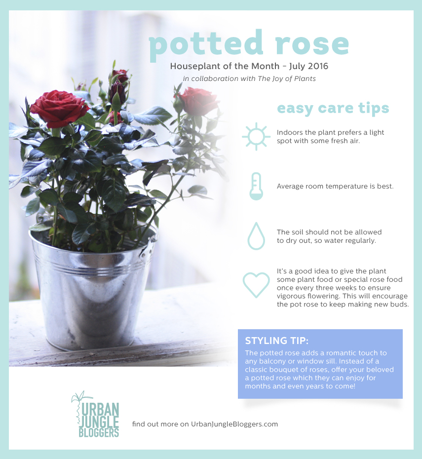 Urban Jungle Bloggers Houseplant of the Month July: Potted Rose