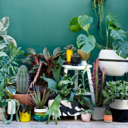 Urban Jungle Bloggers book cover