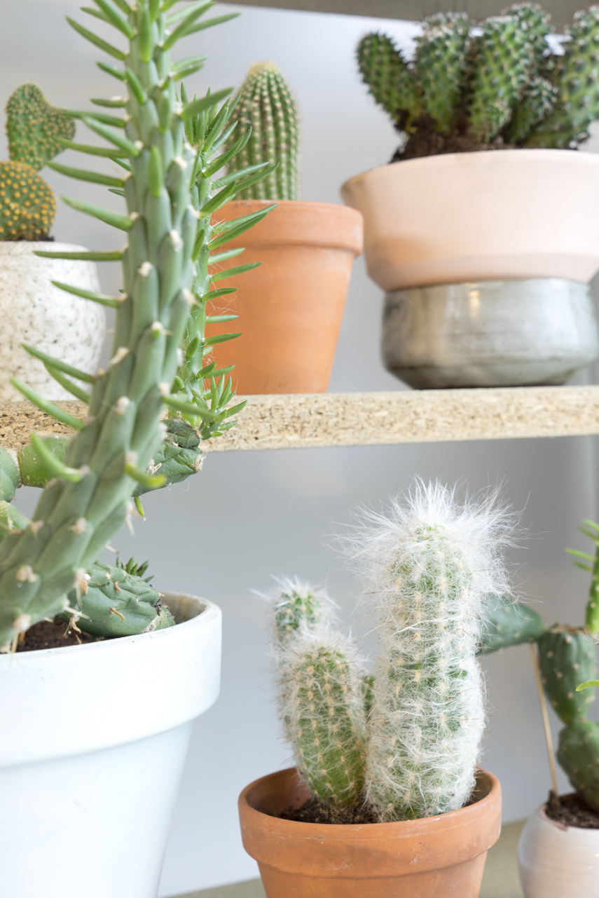 Urban Jungle Bloggers Houseplant of the Month August: Cactus