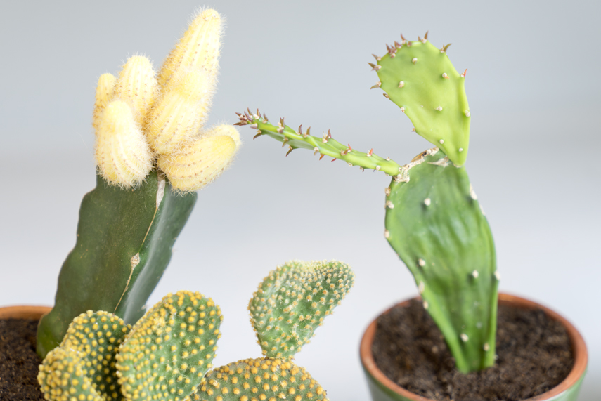 Urban Jungle Bloggers Houseplant of the Month August: Cactus