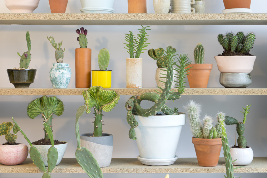 Urban Jungle Bloggers Houseplant of the Month August: Cactus