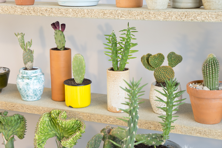 Urban Jungle Bloggers Houseplant of the Month August: Cactus