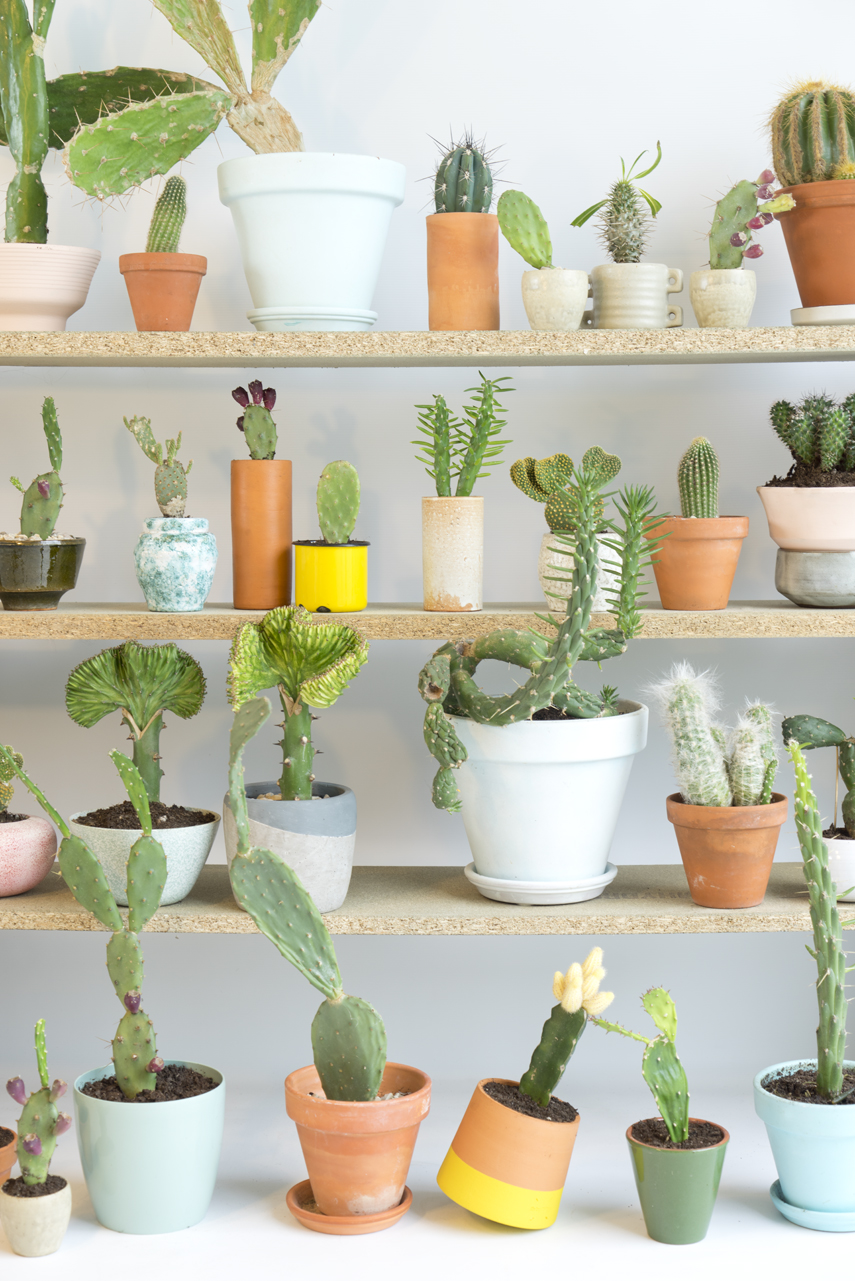 Urban Jungle Bloggers Houseplant of the Month August: Cactus