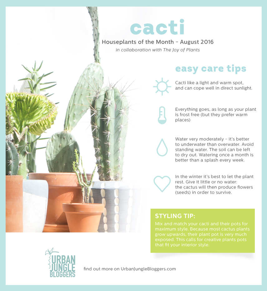 Urban Jungle Bloggers Houseplant of the Month August: Cacti