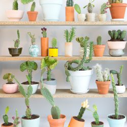 Urban Jungle Bloggers - Houseplant of the month: cacti