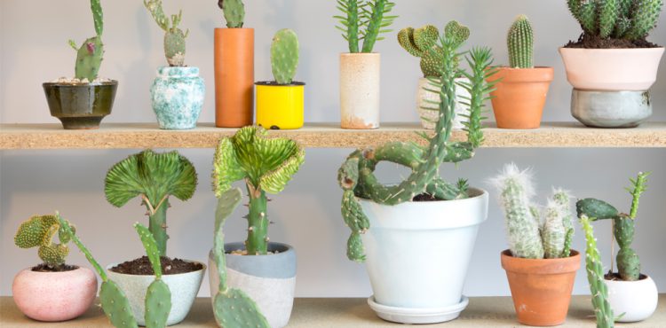 Urban Jungle Bloggers - Houseplant of the month: cacti