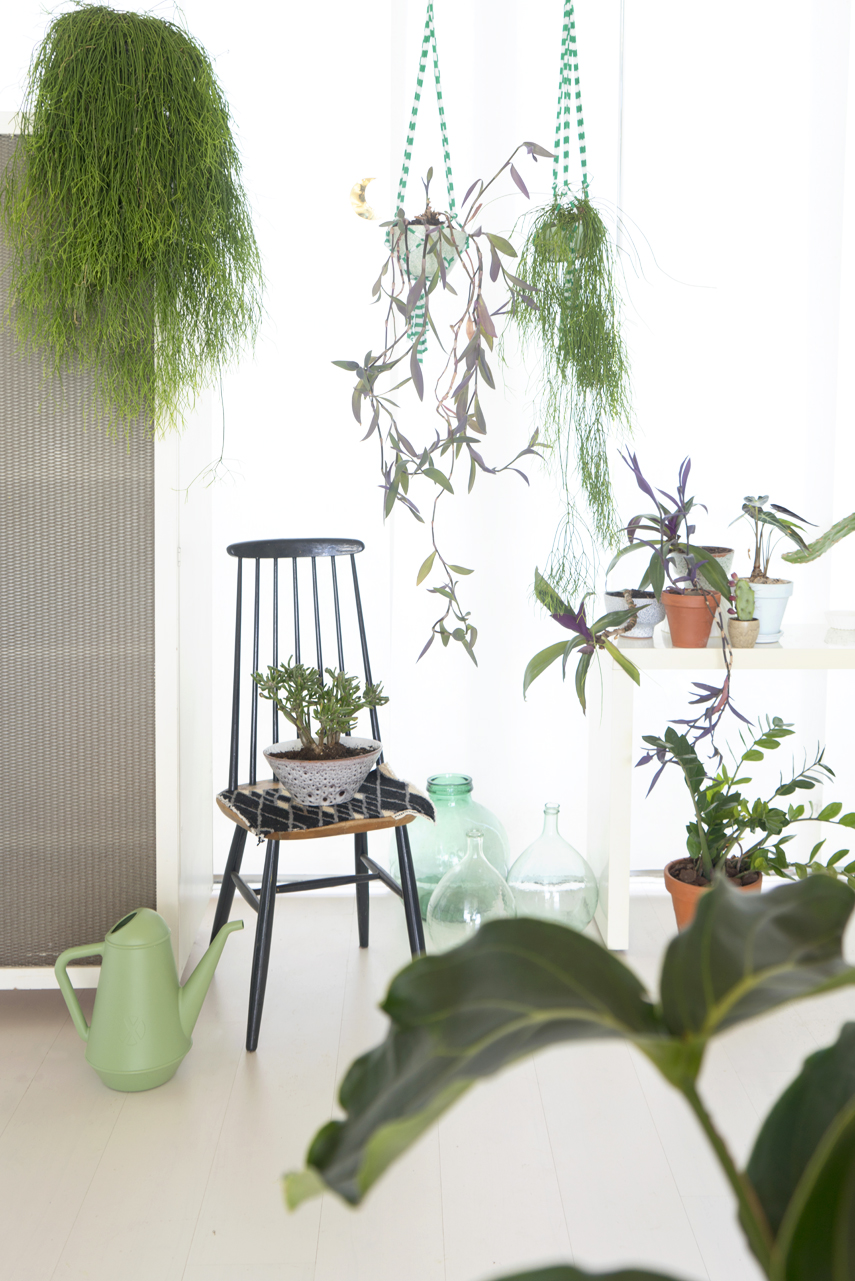 Urban Jungle Bloggers - Houseplant of the Month: hanging plants