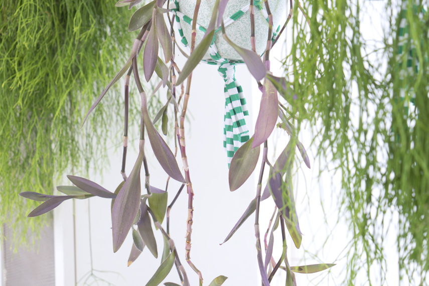 Urban Jungle Bloggers - Houseplant of the Month: hanging plants