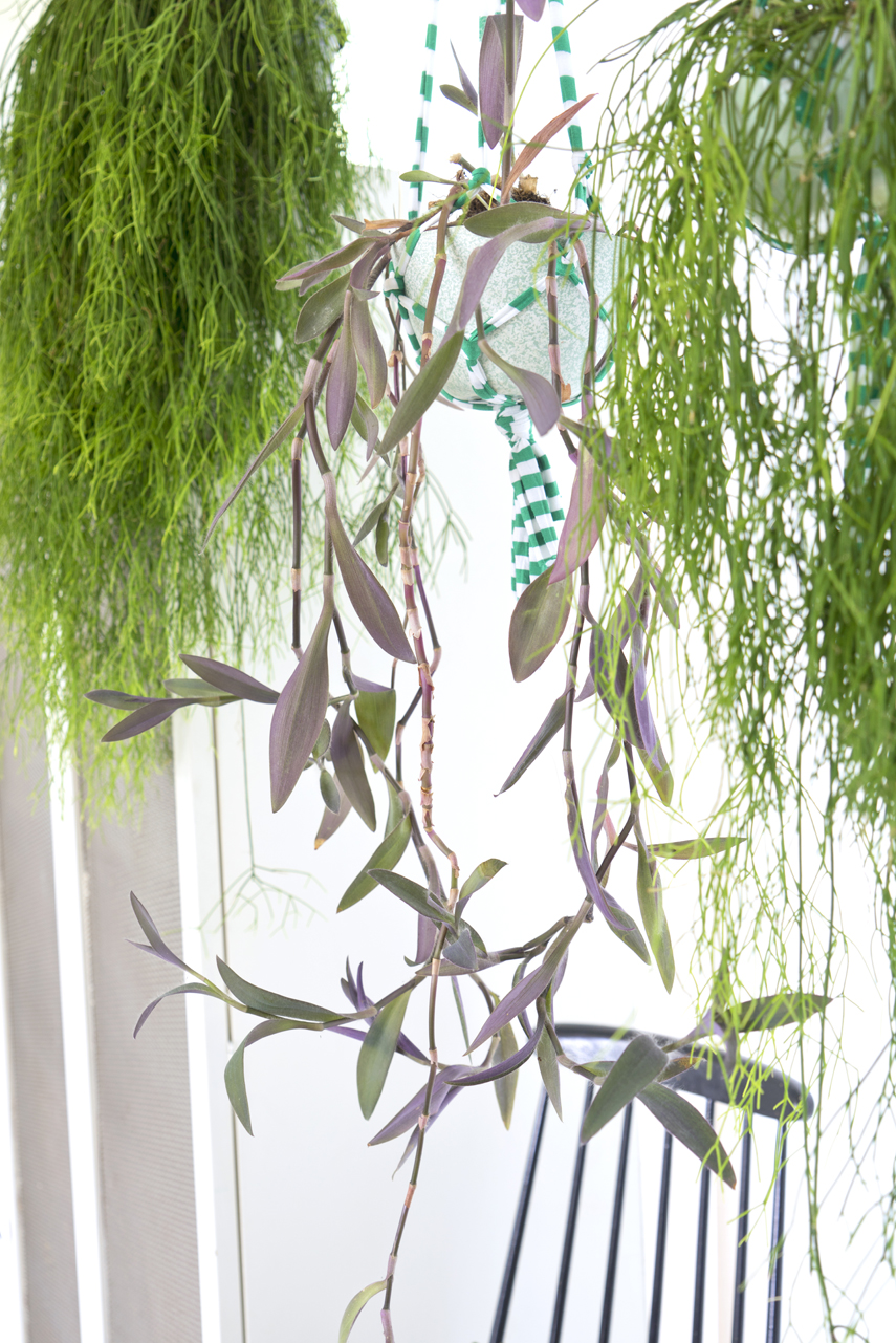 Urban Jungle Bloggers - Houseplant of the Month: hanging plants