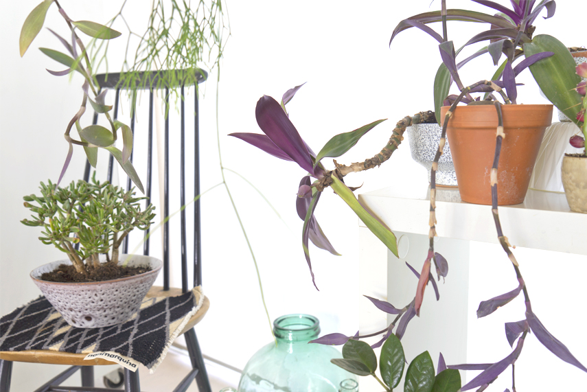 Urban Jungle Bloggers - Houseplant of the Month: hanging plants