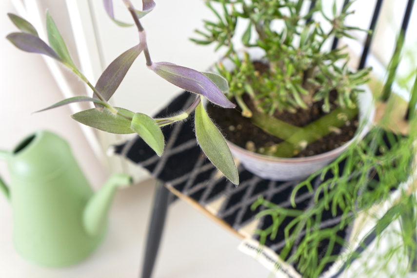 Urban Jungle Bloggers - Houseplant of the Month: hanging plants