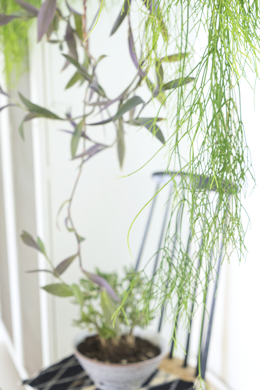 Urban Jungle Bloggers - Houseplant of the Month: hanging plants