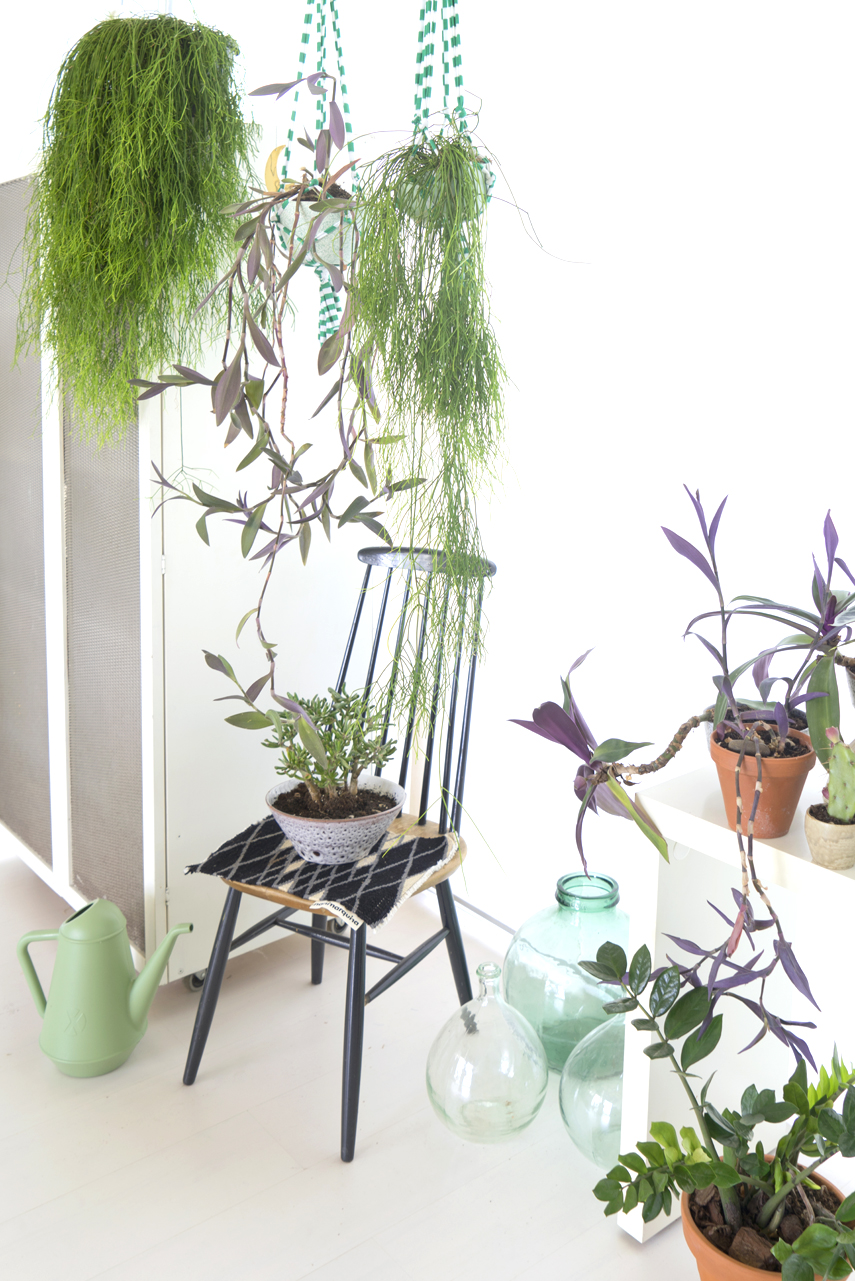 Urban Jungle Bloggers - Houseplant of the Month: hanging plants