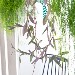 Urban Jungle Bloggers - Houseplant of the Month: hanging plants