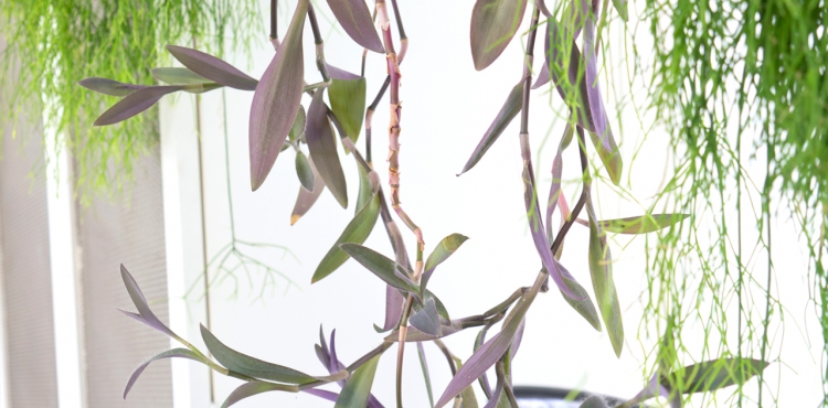 Urban Jungle Bloggers - Houseplant of the Month: hanging plants