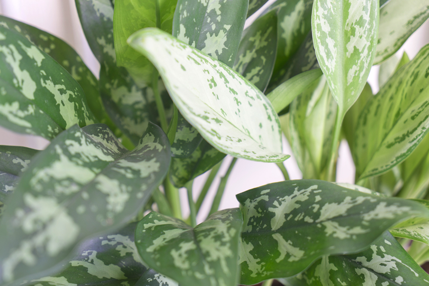 Houseplant of the month: Anglaonema