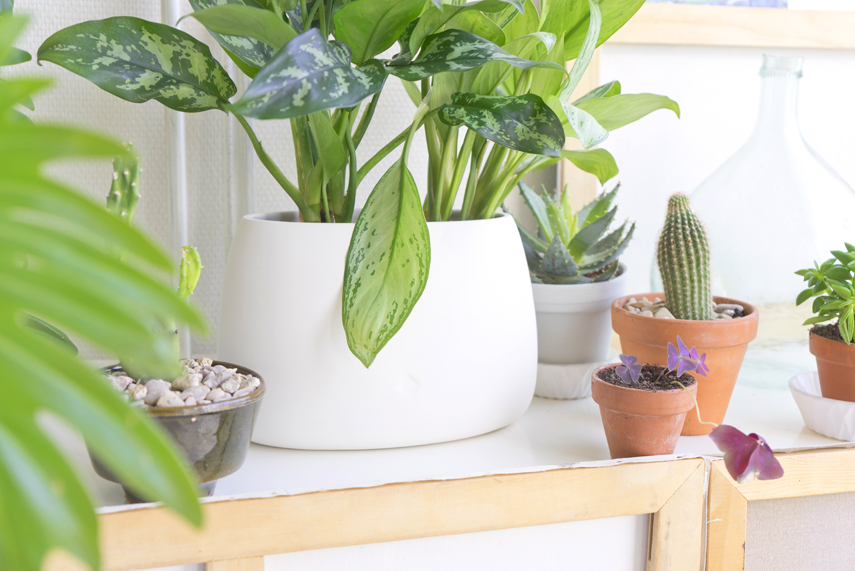 Houseplant of the month: Anglaonema