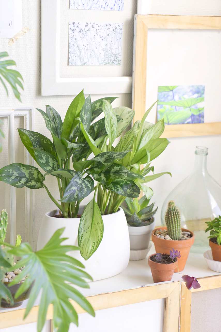 Houseplant of the month: Anglaonema