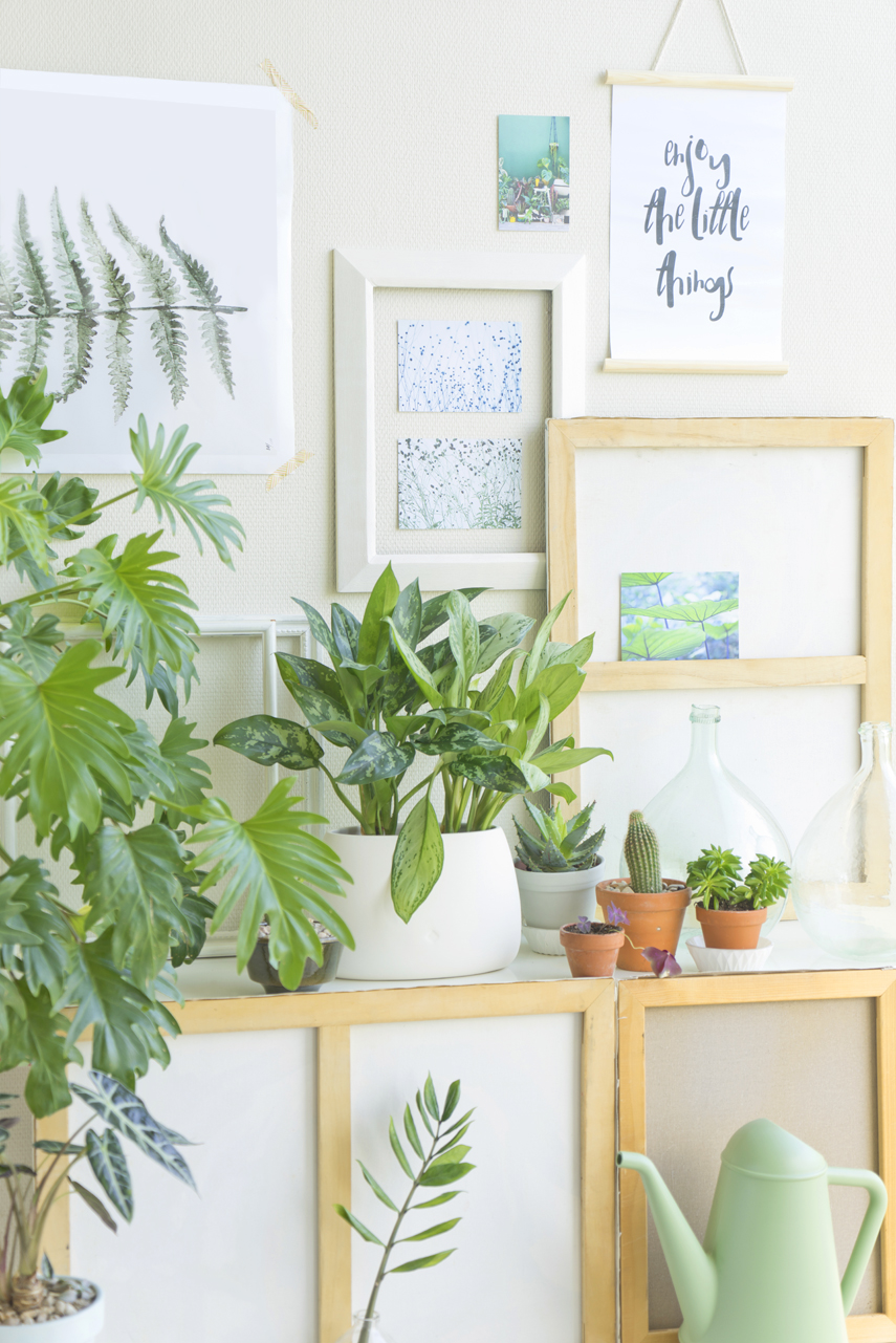 Houseplant of the month: Anglaonema