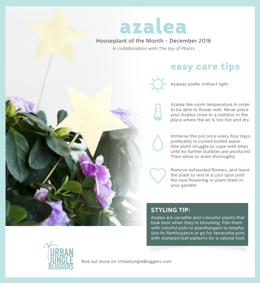 Urban Jungle Bloggers: Houseplant of the Month December: Azalea