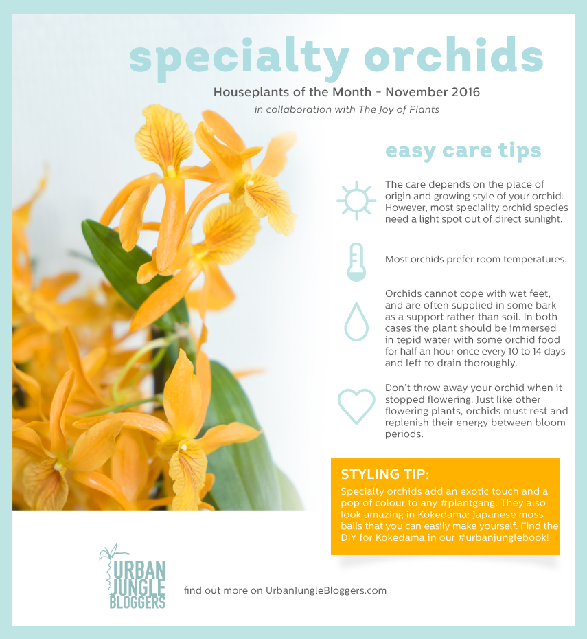 Urban Jungle Bloggers Houseplant of the Month November: Specialty Orchids