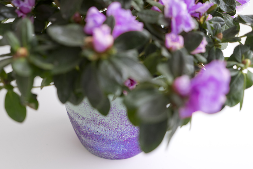 Urban Jungle Bloggers: Houseplant of the Month December: Azalea