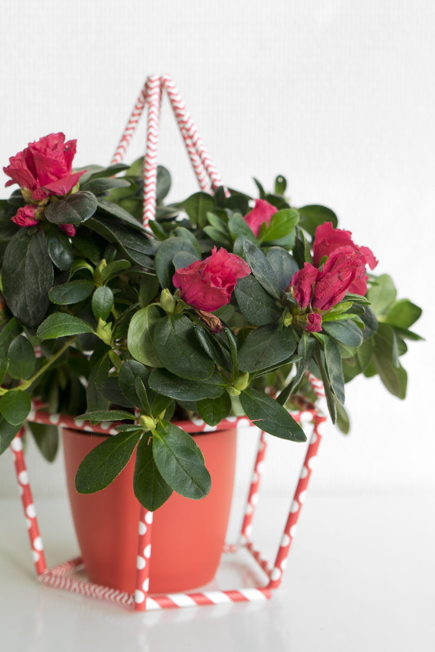 Urban Jungle Bloggers: Houseplant of the Month December: Azalea