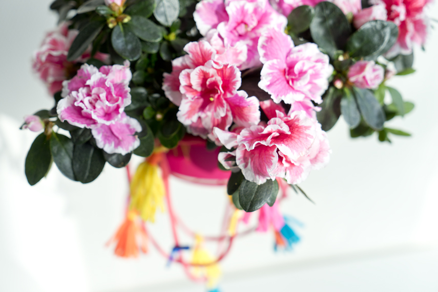 Urban Jungle Bloggers: Houseplant of the Month December: Azalea