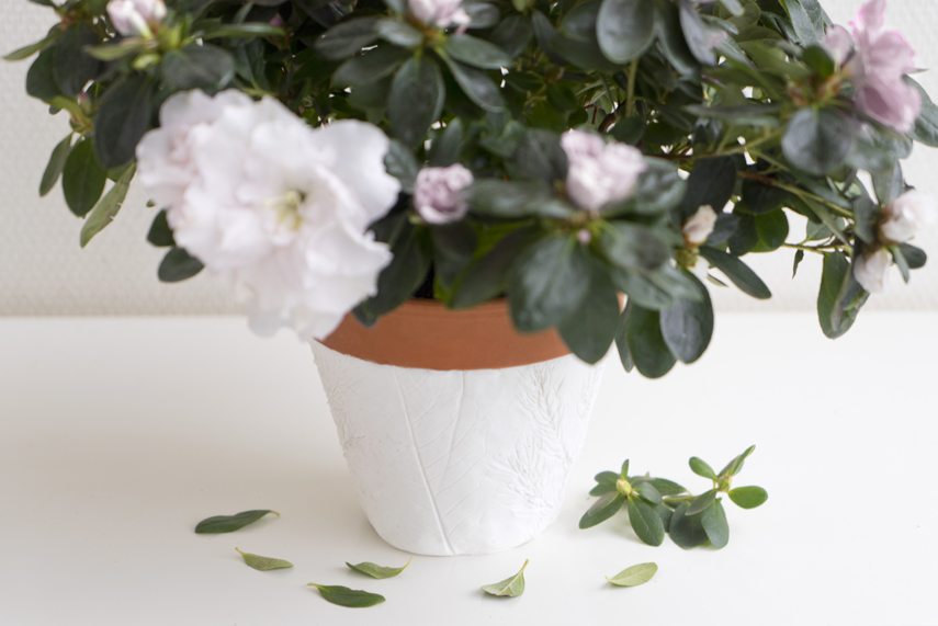 Urban Jungle Bloggers: Houseplant of the Month December: Azalea