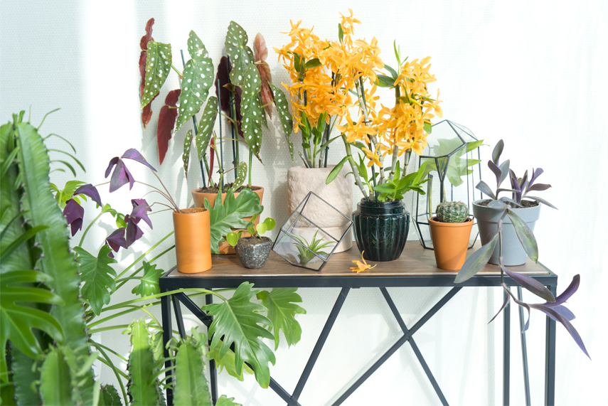 Urban Jungle Bloggers Houseplant of the Month November: Specialty Orchids