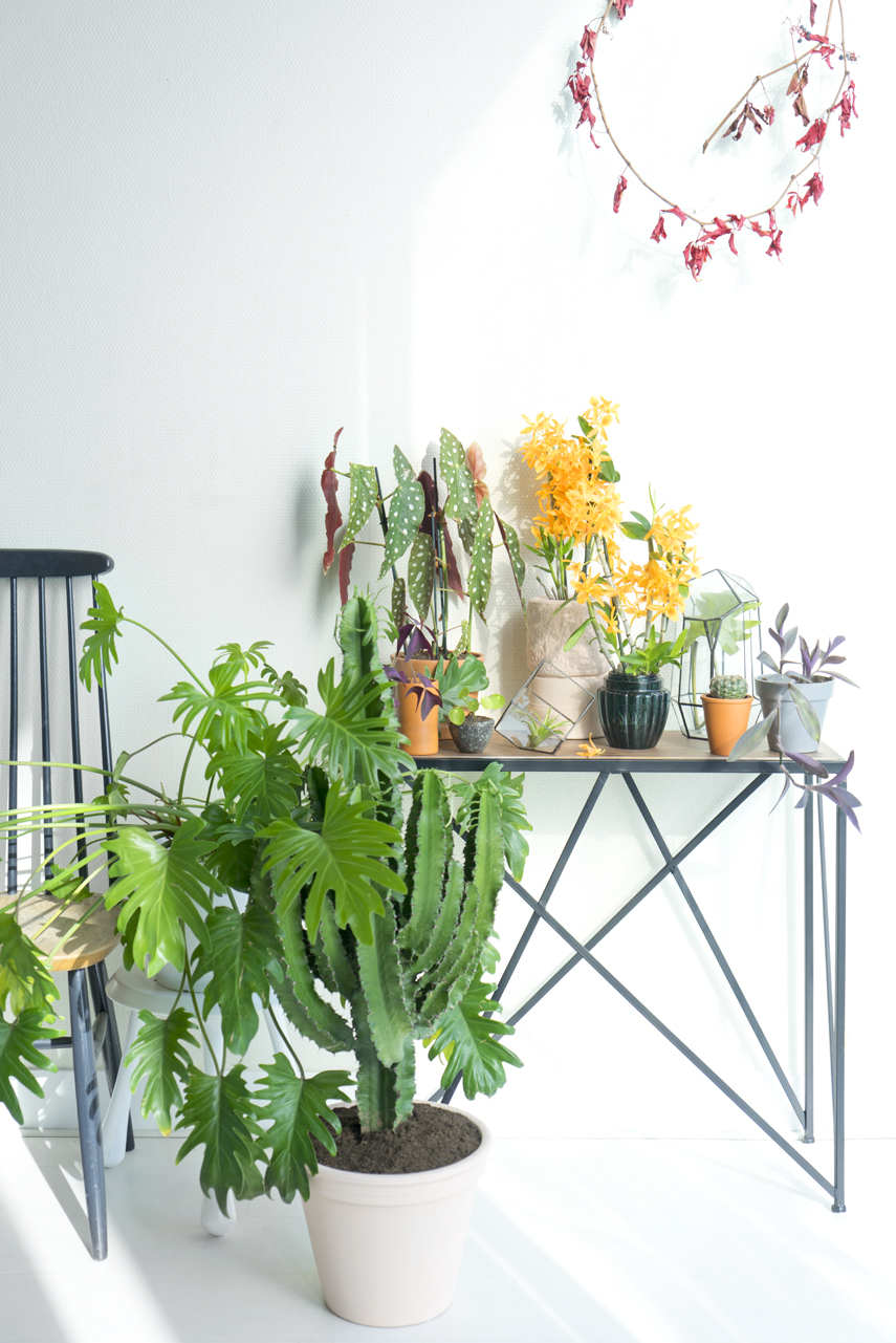 Urban Jungle Bloggers Houseplant of the Month November: Specialty Orchids