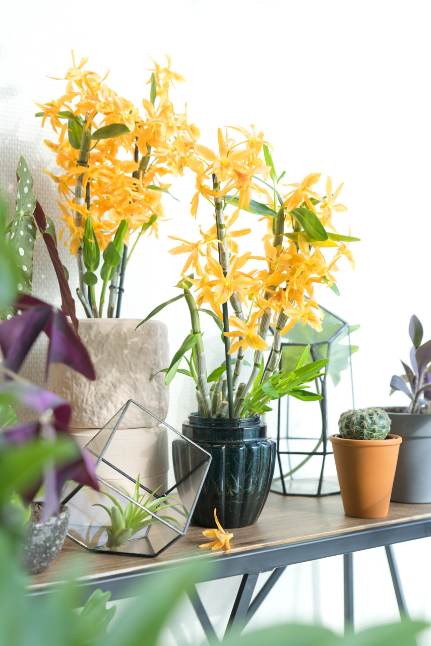 Urban Jungle Bloggers Houseplant of the Month November: Specialty Orchids