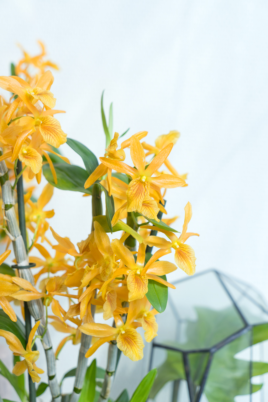 Urban Jungle Bloggers Houseplant of the Month November: Specialty Orchids