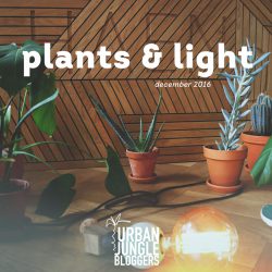 Urban Jungle Bloggers: Plants & Light