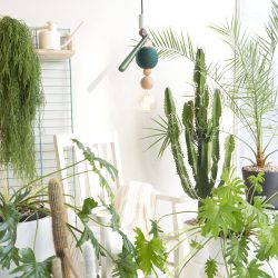 Urban Jungle Bloggers: Plants & Light
