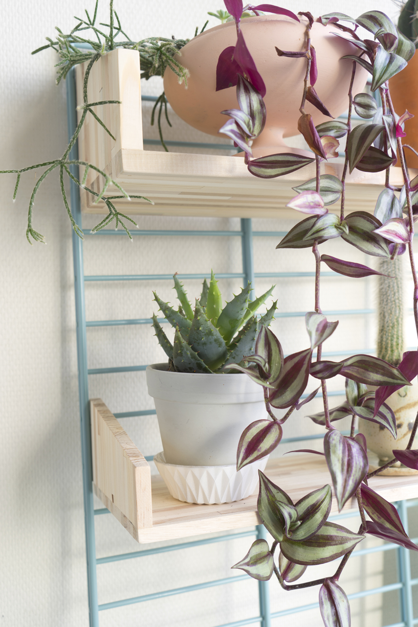 Urban Jungle Bloggers - Fency Tolhuijs plantshelfie