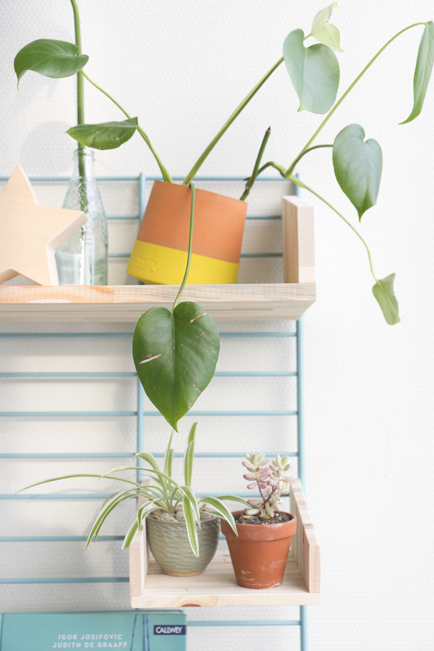 Urban Jungle Bloggers - Fency Tolhuijs plantshelfie