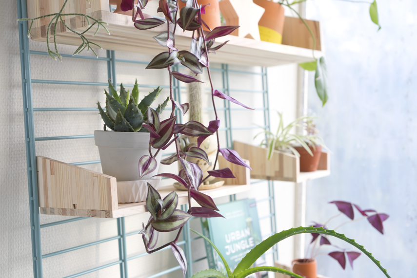 Urban Jungle Bloggers - Fency Tolhuijs plantshelfie