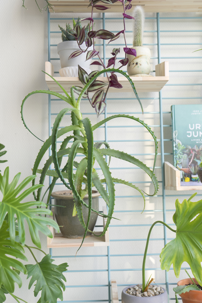Urban Jungle Bloggers - Fency Tolhuijs plantshelfie
