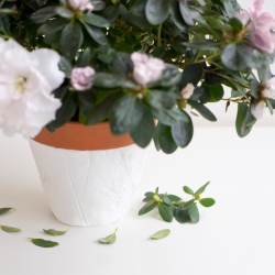 Urban Jungle Bloggers: Houseplant of the Month December: Azalea