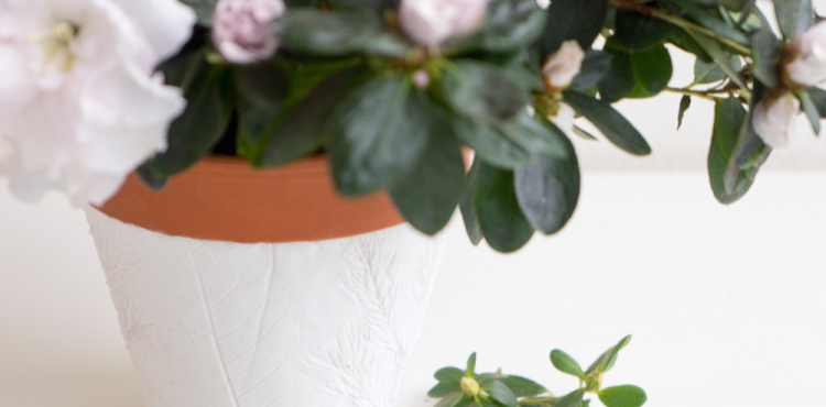 Urban Jungle Bloggers: Houseplant of the Month December: Azalea