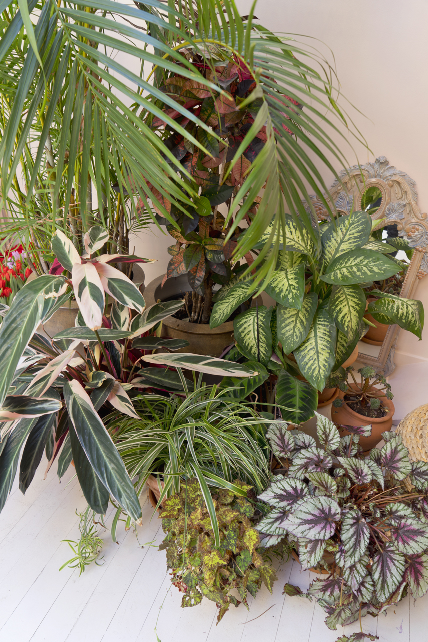 Urban Jungle Bloggers: Plant Trends 2017