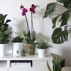 Urban Jungle Bloggers - Bloomifique Anthura Stellenbosch orchids
