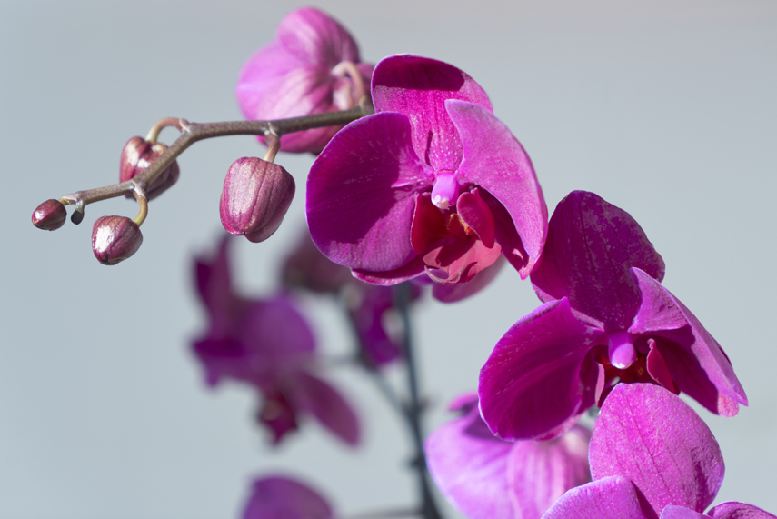 Urban Jungle Bloggers - Bloomifique Anthura Stellenbosch orchids
