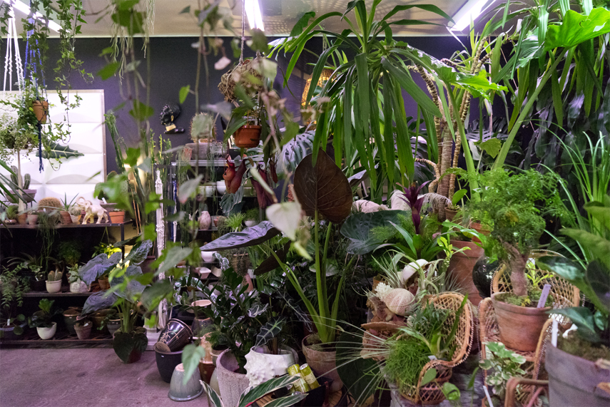 Urban Jungle Bloggers: BRUT plant shop in Brussels