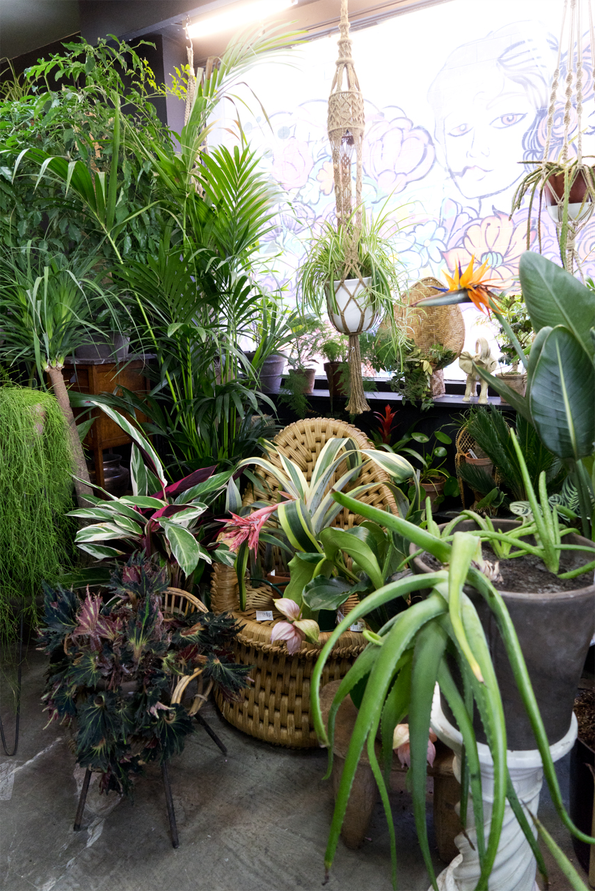 Urban Jungle Bloggers: BRUT plant shop in Brussels